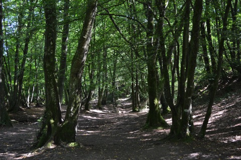 Forest path, Forest of Paimpont